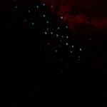Glow Glow Worms