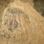 Fossil Scallop Shell