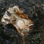 Oyster Oyster Fossil