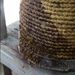 Hive Honey Pot