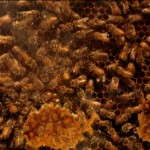 Hive2 Bees Dancing