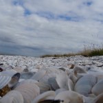 Clams Clam Shell Beach